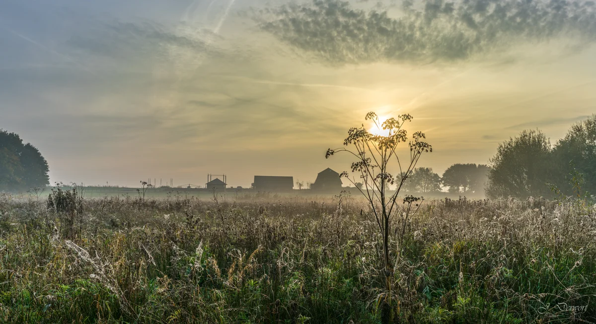 Foggy Morning — A misty morning at the Rottemeren