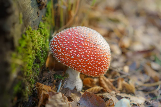 Mastbos in autumn: mushrooms and Bouvigne Castle