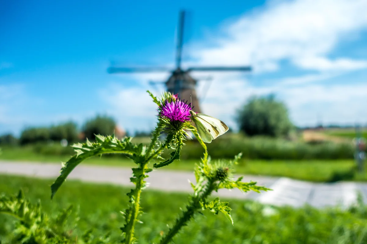 Windmill — Dutch windmills
