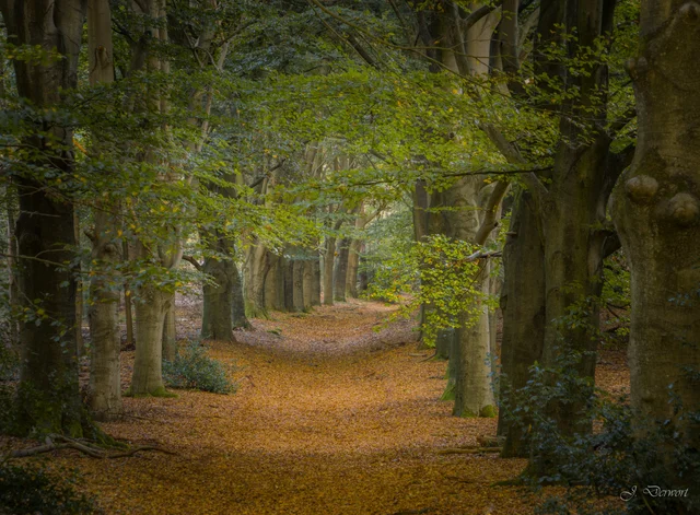Autumn in the Kaapse Bossen: woodland light and colour