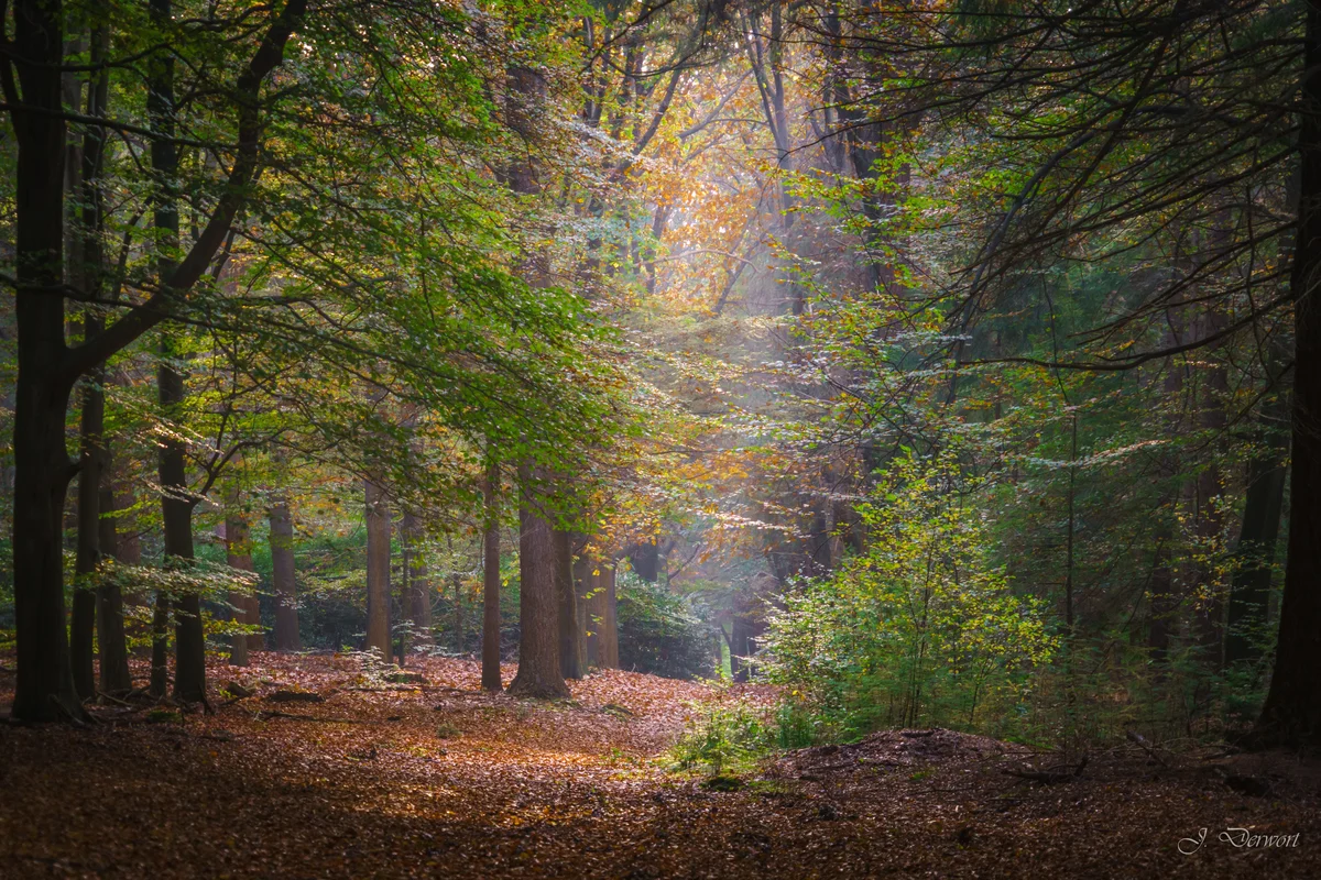 Soft autumn light falling through a woodland canopy