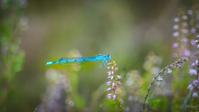 Dragonflies in the woodland and ponds of Oisterwijk