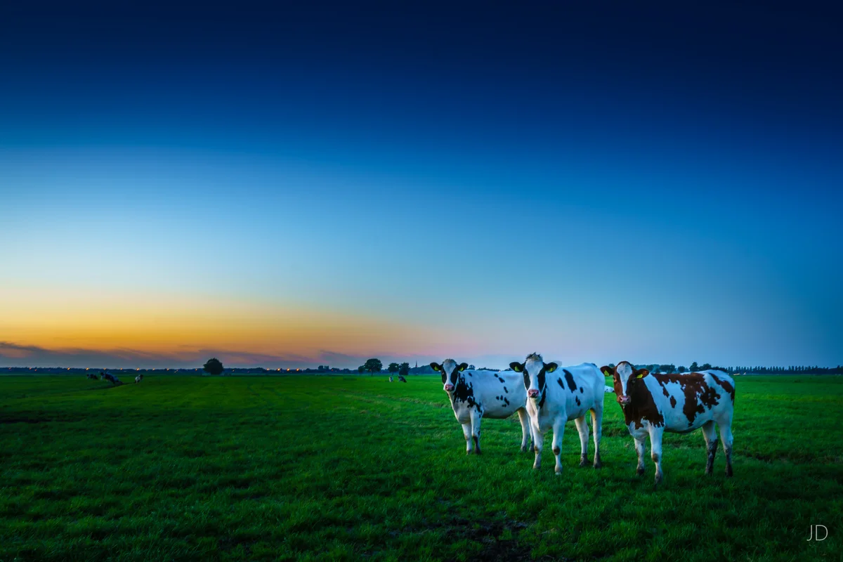 Cows, Meerpolder — Zoetermeer