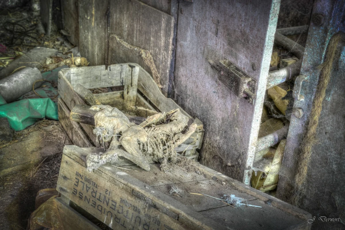 Dead cat — Ferme aux Drapeaux