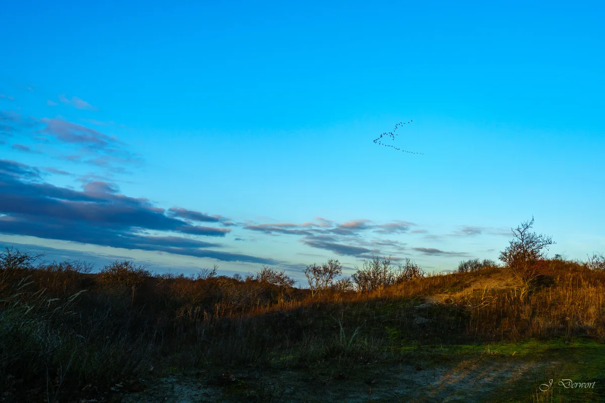 Vogels vliegen over — Meijendel in winter