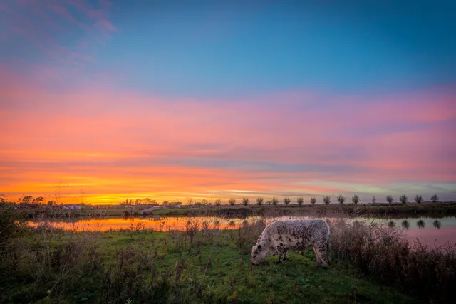 Buytenpark Zoetermeer: Galloway cattle at sunset