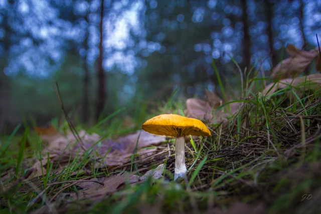 A woodland mushroom at Katjeskelder