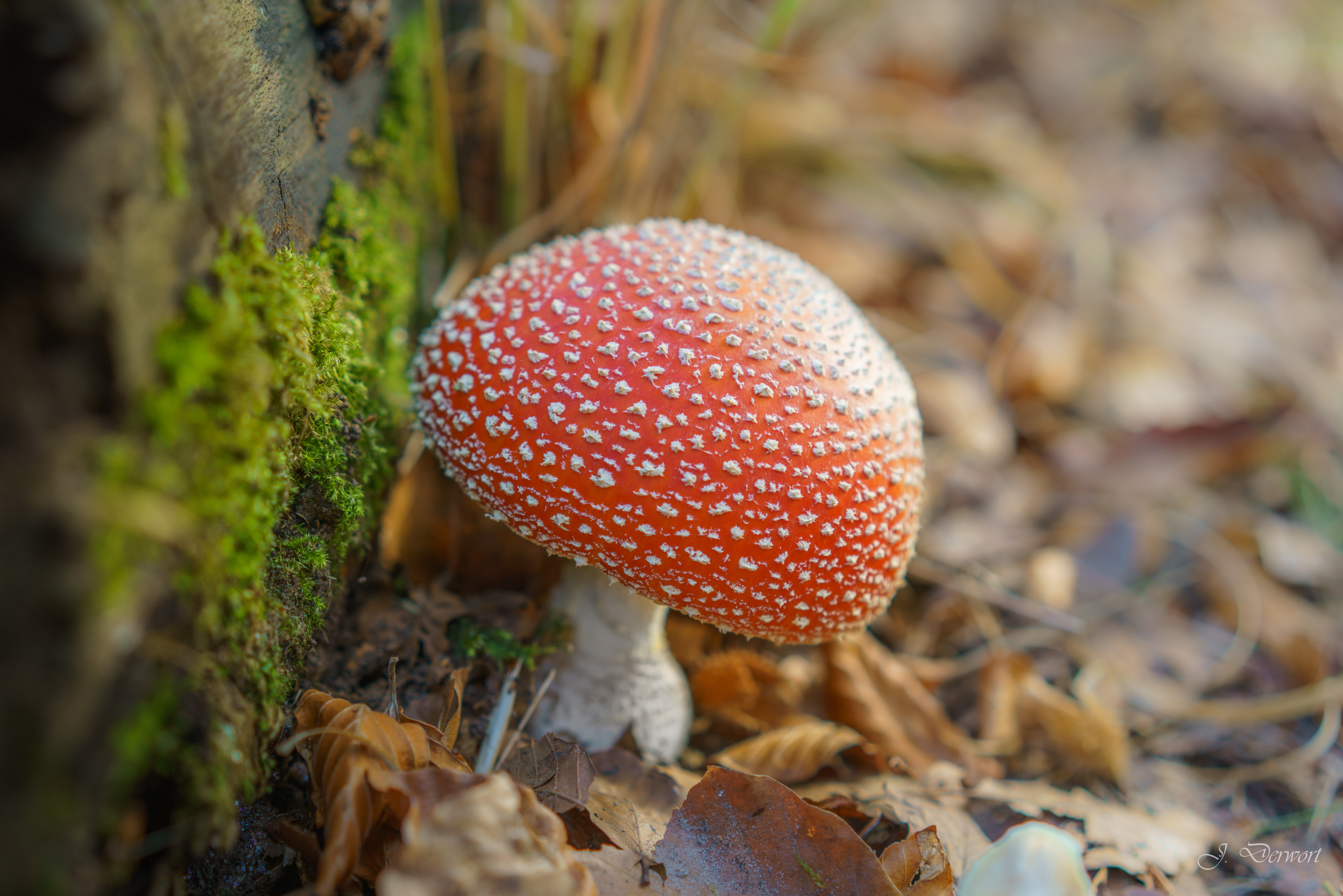 Mushrooms in Mastbos Forest